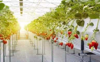 好消息!张家口一区新建数字化农业产业链,占地300亩!