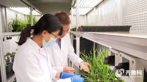 潍坊669名农业科技人才服务 三农 为乡村振兴提供智力支持