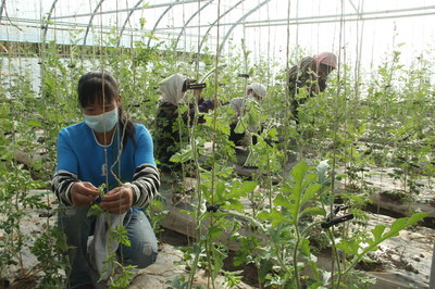 宣化镇:科技田里“姊妹花”