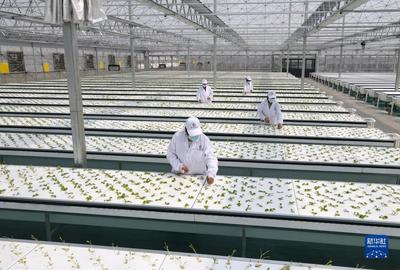 新华全媒+丨蔬菜长“墙上”,好吃又“时尚”--智慧“菜园子”的科技范