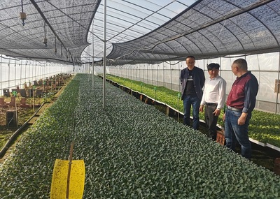 楚雄市经济作物服务中心四举措促蔬菜产业发展