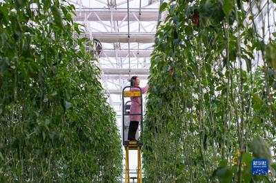 追着雪花看新疆丨新疆昌吉:走进"未来农业"