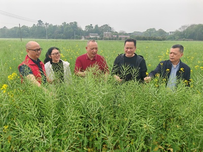 “春华”变“秋实”全州县4.75万亩稻油轮作实现“一地三收”