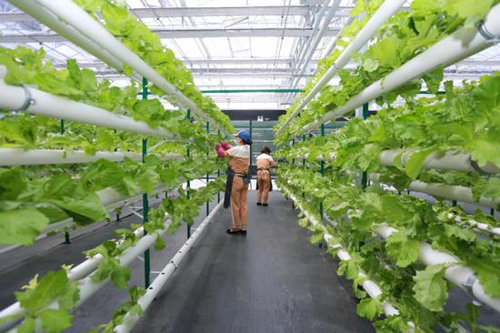 v游延边 走进龙井 农业科技旅游互促融合 打造立体化发展新高地