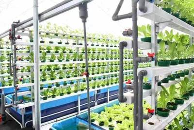 财政助力农村综合改革推动“菜乡”变新样