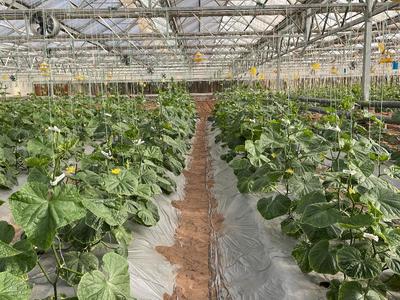 生态农场-为农业提质增效插上绿色“翅膀”