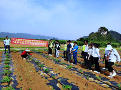 广西薯类创新团队崇左综合试验站开展“春季农业生产科技服务”活动