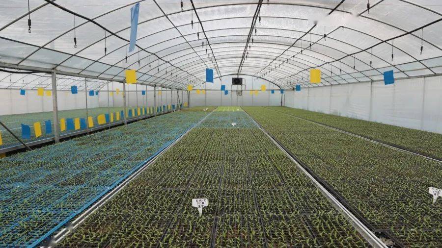 修文:工厂化集约育苗奏响"春耕曲"