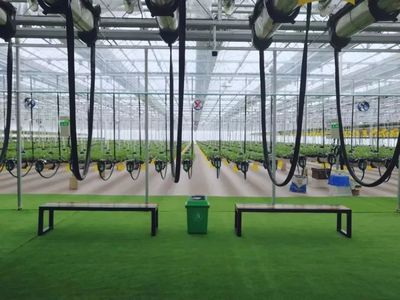 【消息】全国首家城市空中草莓园本月17日亮相常德,满满草莓任君采.