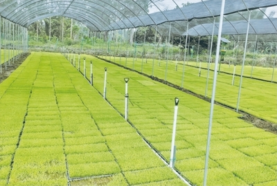 玉林春耕尽显“科技范”