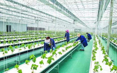 肥东县:创新发展产业 共促乡村振兴