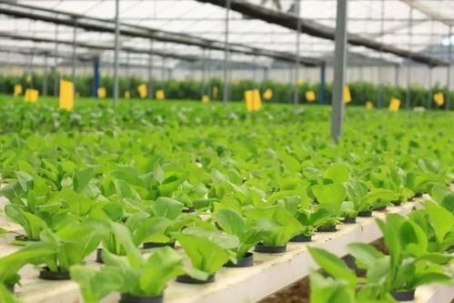 广东一丰农业科技公司入驻深圳湾 肇庆 新经济加速器