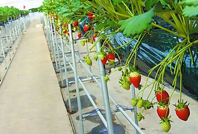 中日荷三国“植物工厂”的最新发展案例一览