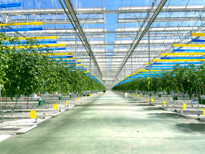 弥渡樱桃番茄正当红:数字植物工厂开辟农业新赛道