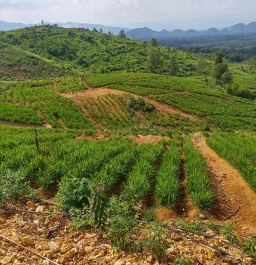 在农村搞个什么项目赚钱?探索农村致富新路径,实现财富增长!