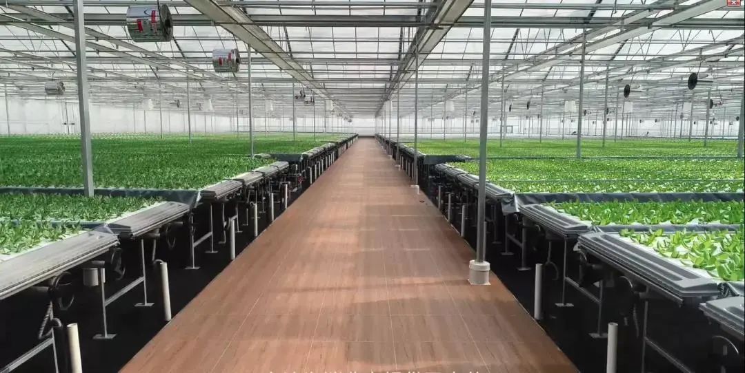 宝贝出村——"城市之光"植物梦工厂高科技农业公益研学活动.