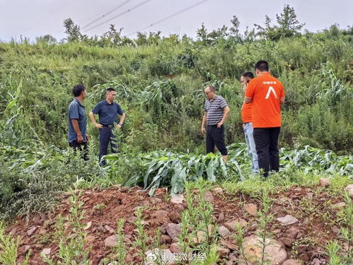 平安产险重庆分公司 绿色通道 科技防灾 护航农户灾后恢复