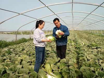 甘州区科技特派员开展娃娃菜生产科技服务