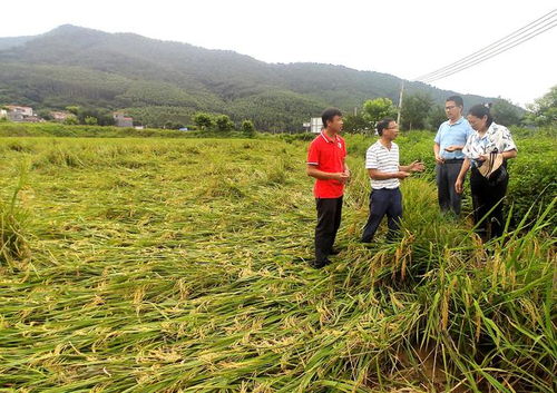 省农科院肇庆分院科技服务当地农业灾后复产