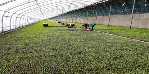 新疆阿拉尔市:设施农业迈出“新步伐” “高端”产品从棚里产