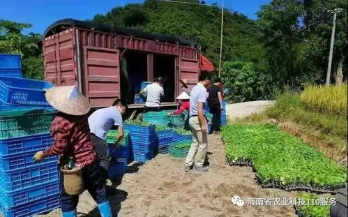 如何做好瓜菜产业服务 怎样提升瓜菜产品质量 三亚南繁农业科技110专家送扶贫致富种子来了