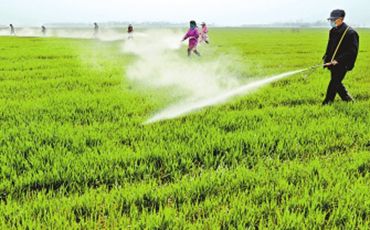 疫情肆虐之际,他们走向麦田