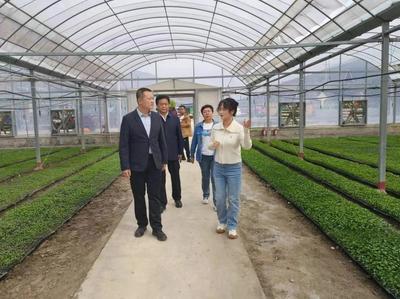 陇南武都区:统战赋能农旅融合 激活产业振兴“新动能”