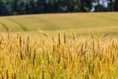 农业农村部冬小麦 科技壮苗 专家技术服务活动全面启动