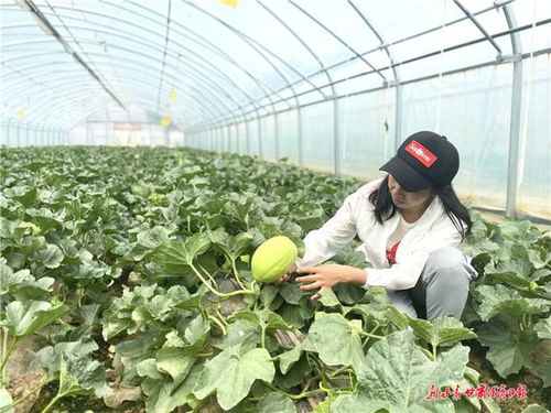 线上线下齐结果 农民市民两头甜 皋兰县创新农产品销售模式助脱贫