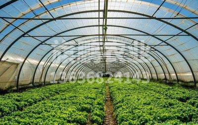 温室大棚西红柿后期管理莫放松