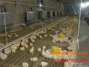 鸡舍加温锅炉 高效农业科技服务的关键设备