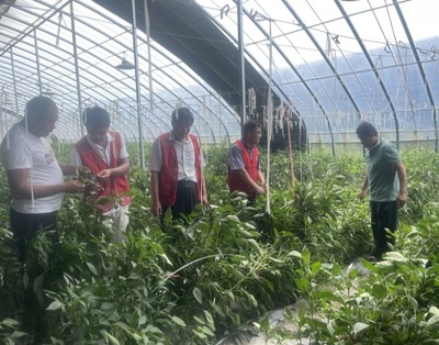 河南省果蔬产业科技特派员服务团深入睢县开展科技服务，助力农业提质增效