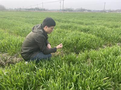 庐江郭河 扎实加强春季农业科技服务