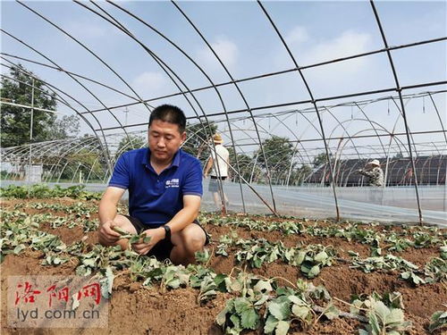 新农人成了领路人——洛阳孟津小伙创办农业科技服务公司