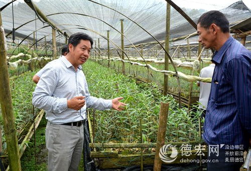 瑞丰农业科技组织石斛管育现场观摩会 以科技赋能农业服务新篇章