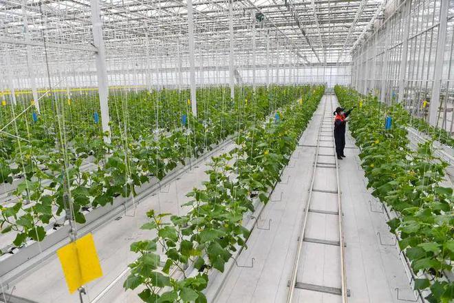 植物工厂 现代农业科技的创新革命