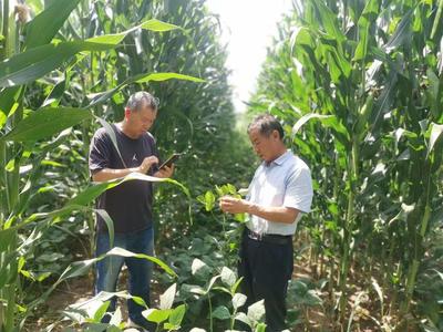 山西农大农学院科技服务团队深入太原北部现代农业公园，助力大豆产业提质增效