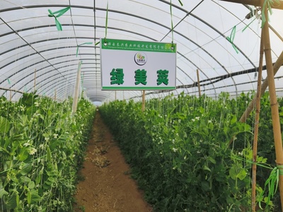 科技特派团精准服务，激发祥云蔬菜产业新动能