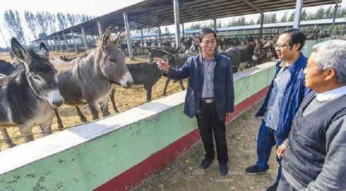 驴肉卖6000元,驴皮卖2000元,合计近万元,可为啥农村没人养驴