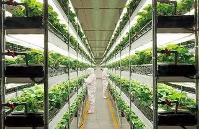 小小靓科技 | 告别阳光与土壤 植物工厂如何颠覆传统农业