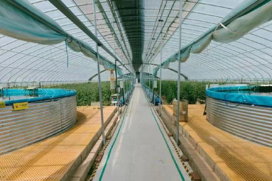 农政齐民 以鱼菜共生智慧工厂，书写城市菜篮子保供新篇章