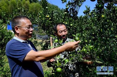 科技兴农新画卷 福建建瓯“科特派”服务“三农”纪实